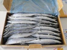 Frozen Pacific Mackerel(Scomber japonicus)