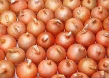 Hot Sale 2014 Grade A Fresh Yellow Onion 60-80mm