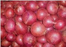 2014  new   crop   fresh   red   onion 