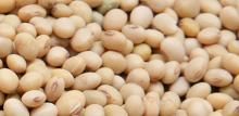 Natural Soya Beans. 2014 crop.