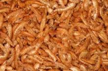 Dry shrimps,headless