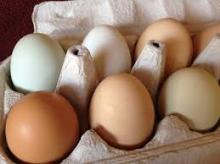 Best quality Fresh Chicken  Egg s