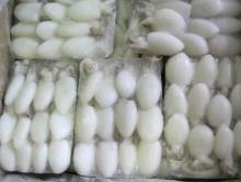 Frozen Baby Cuttlefish Whole Cleaned Block