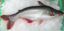 Frozen Pangasius Whole Round