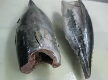Frozen Yellowfin Tuna DWT