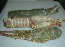 Frozen lobsters