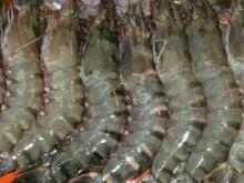 Black tiger Prawns