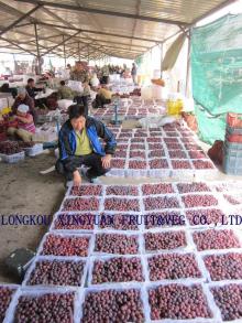  xinjiang   red  grape