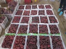 red globe grape