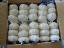  fresh  garlic