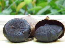 Black bulb garlic
