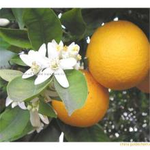  Citrus   Aurantium  Extract