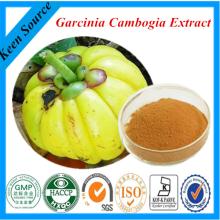 Supply Natural Garcinia Cambogia Extract 50% 60% HCA