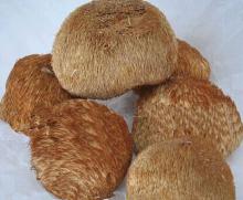 Hericium Polysaccharide