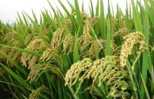 Rice bran protein