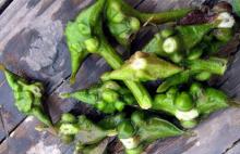 Water chestnut Extract