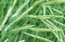  Oat   Extract 