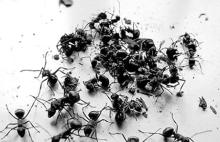 Black  ant  extract