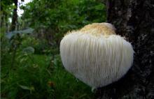  Hericium  erinaceus extract
