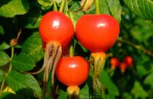  Rose   Hip   extract 
