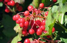 Cranberry anthocyanin