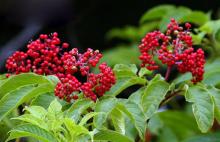 Elderberry anthocyanin