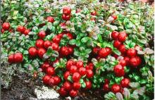 Lingonberry anthocyanin