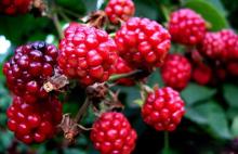 Red raspberry anthocyanin