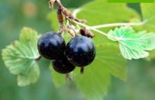 Bird cherry anthocyanin