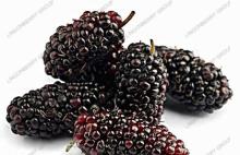 Mulberry Juice Powder