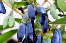 Lonicera caerulea Juice Powder