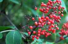 Elderberry Juice Powder