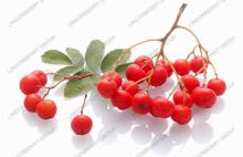  Chokeberry  Juice Powder