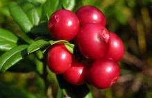 Lingonberry Juice Powder