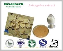 Natural Astragalus  extract  with 0.3%  Astragaloside 