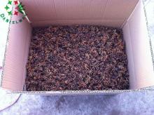 Grade B Ganzhi star aniseed