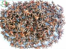 Grade A Gangzhi Star Aniseed