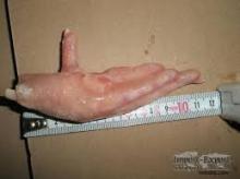 Processed Frozen Chicken Feet/Paws