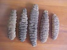 Fresh cucumber or dried cucumber/ cucumber seeds/cucumber pickle
