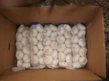 High Quality Garlic from Jinxiang, Shandong China