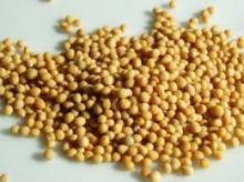 Mustard   Seed s