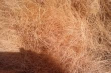vietnamese coconut fiber