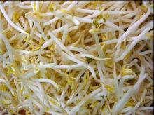 Hot Canned  Bean   Sprout  in Brine