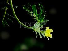 Nature  tribulus   terrestris  extract