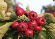 High quality Natural Hawthorn extract