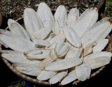  CUTTLEFISH  BONE