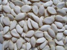 snow  white  pumpkin seed