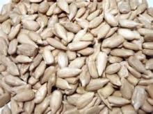 sunflower kernel