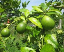 fresh seedless lemon ( limes )