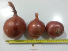 Dehydrated onion